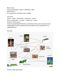 Desert Ecosystem: Food Chains & Webs